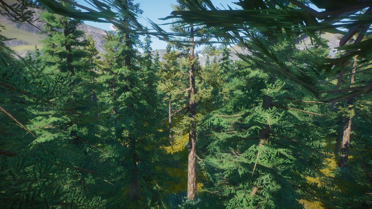 Taiga forest
