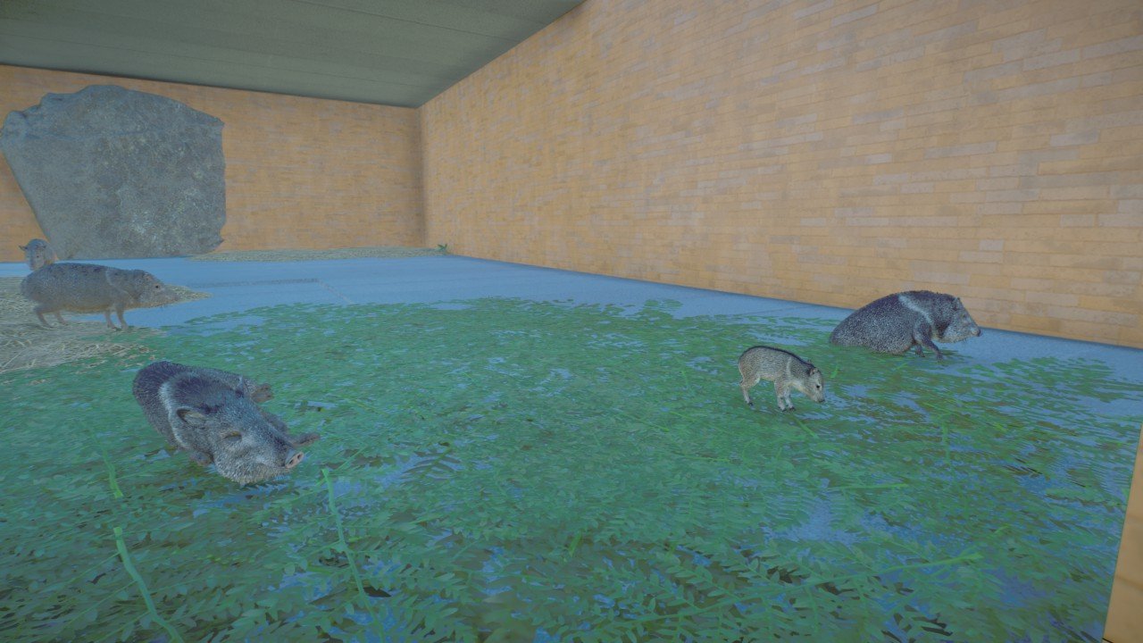 Caiman zoo