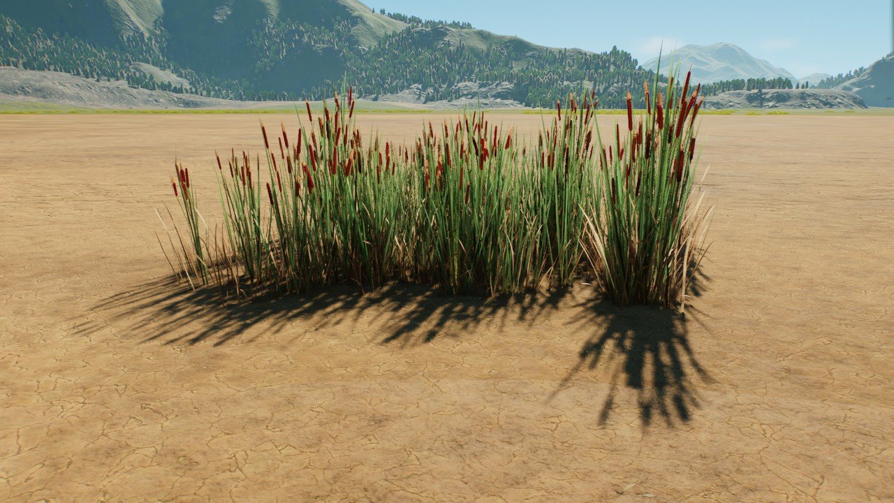 Small Bulrushes