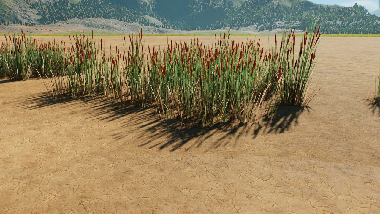 Medium Bulrushes