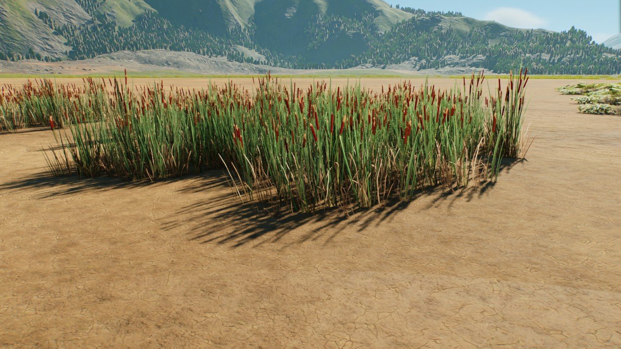 Larger Bulrushes