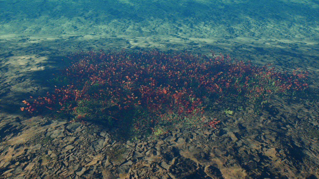 Freshwater Red Ludwigia Field 1