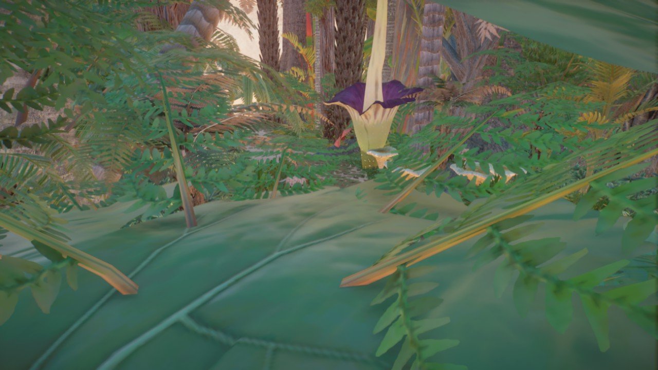tropical forest