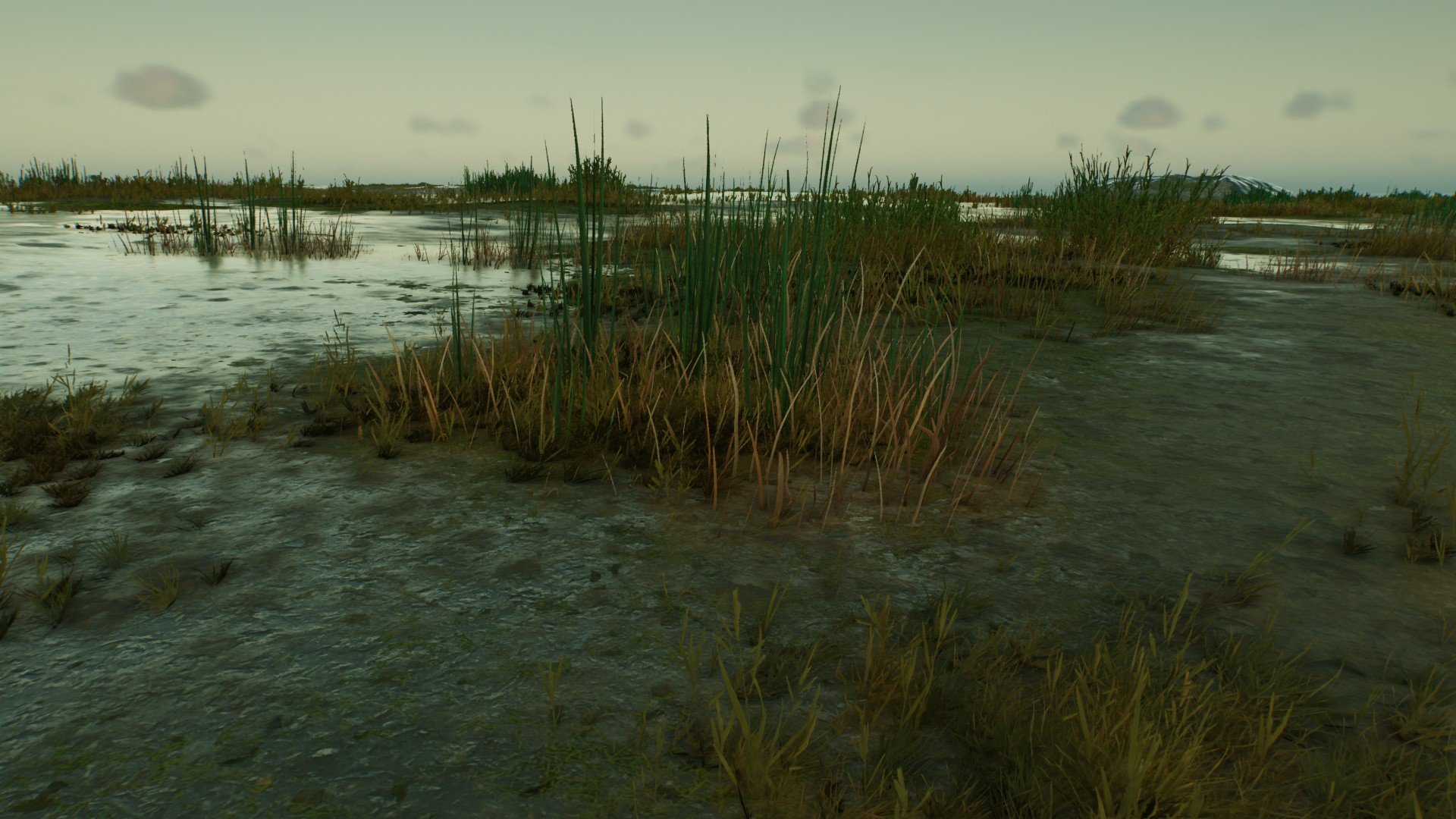 Natural Landscapes - The Mudflats