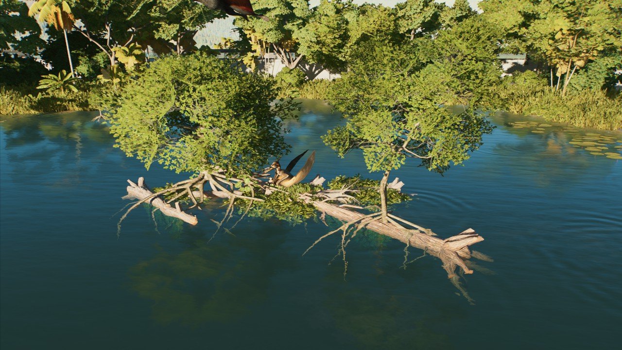 Mangrove island perch