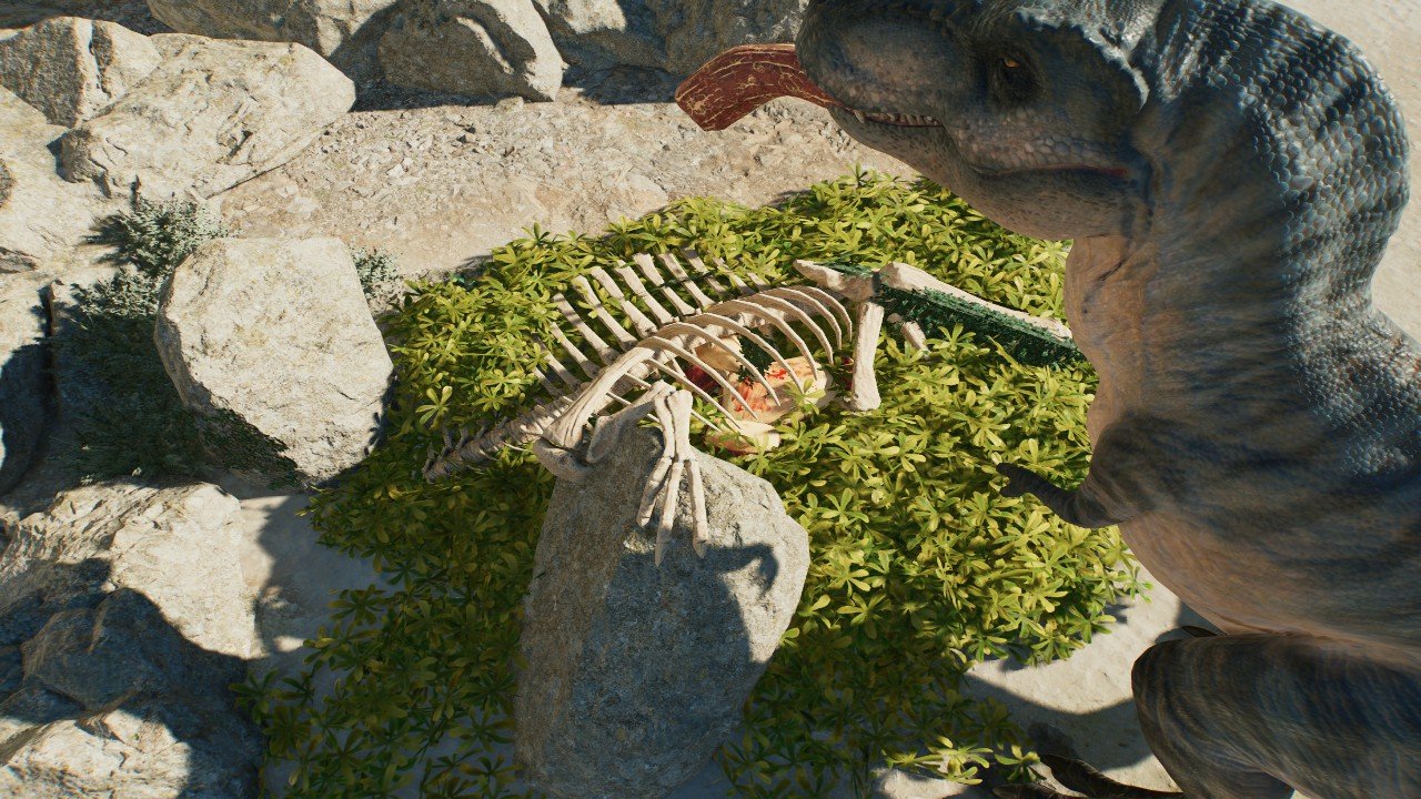 Natural Carnivore Feeder