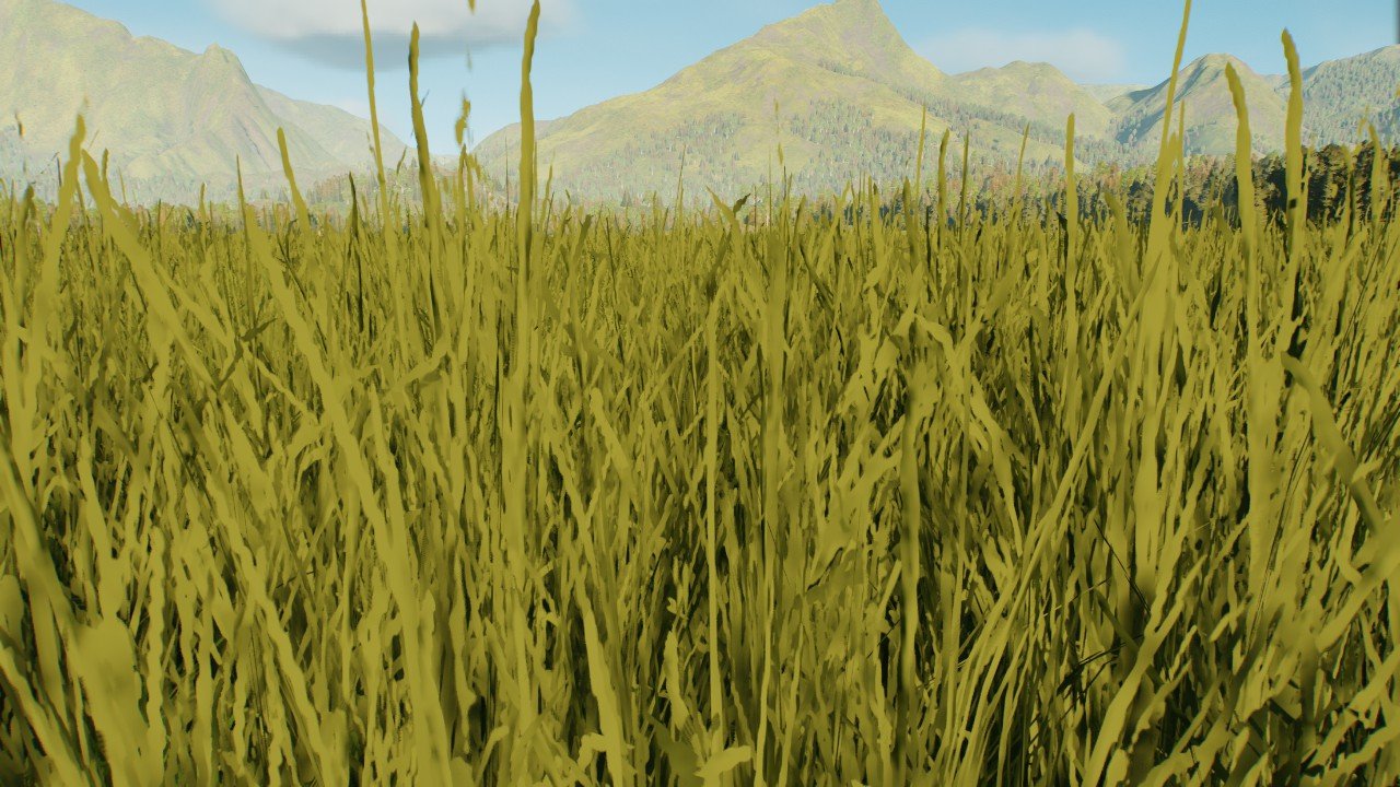 Tall grass